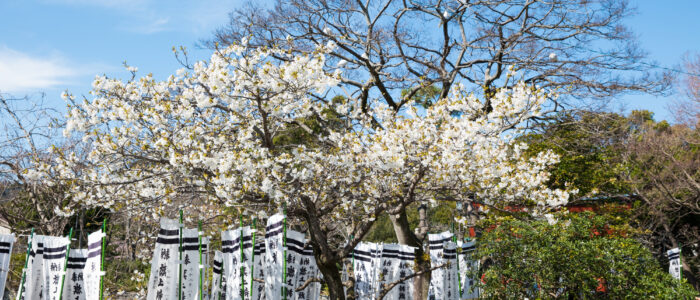 鶴岡八幡宮の大島桜